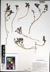 Atriplex coulteri image