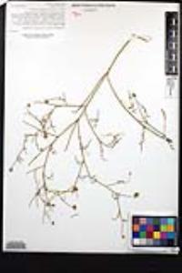 Psorothamnus emoryi var. arenarius image