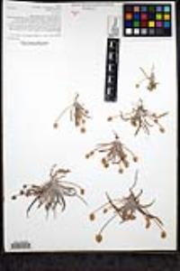 Plantago ovata image