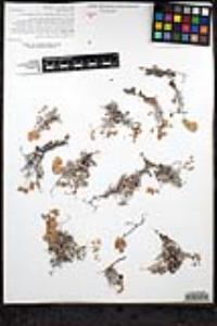 Eriogonum pondii var. pondii image