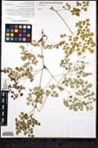 Thalictrum peninsulare image