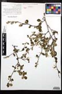 Cercocarpus montanus var. glaber image