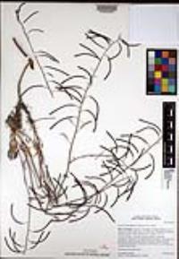 Boechera perennans image