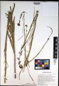 Caulanthus heterophyllus var. heterophyllus image