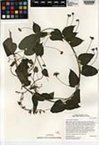 Jacquemontia oaxacana image