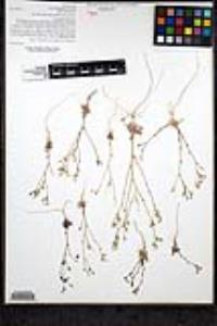 Gilia diegensis image