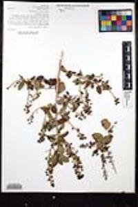 Ceanothus leucodermis image