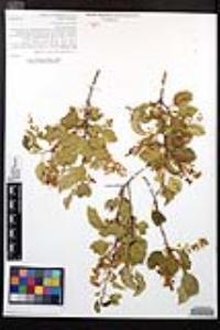 Prunus ilicifolia image