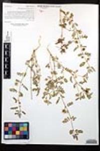 Tribulus terrestris image