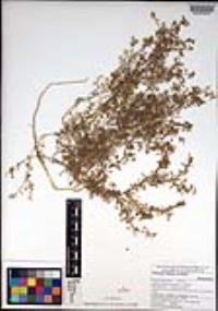 Lepidium didymum image