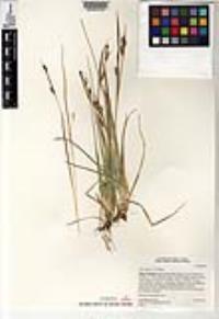 Carex hassei image