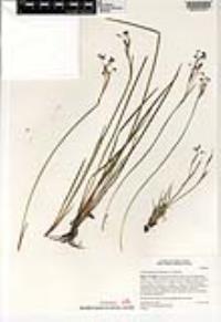 Sisyrinchium idahoense image