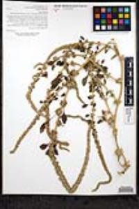 Amaranthus palmeri image