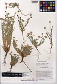 Erigeron multiceps image