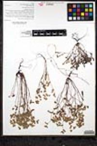 Eremocarya lepida image