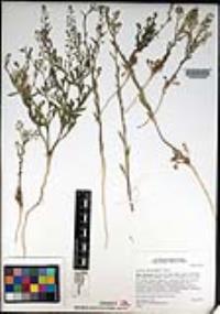 Lepidium ramosissimum image