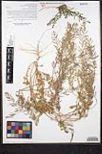 Rorippa teres image