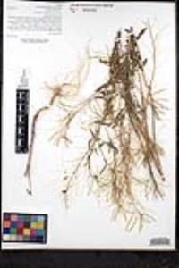 Sisymbrium irio image