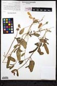 Stachys rigida image