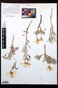 Oenothera californica subsp. avita image