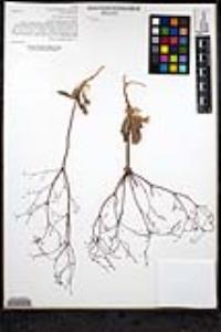 Eriogonum parishii image