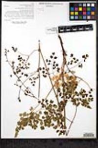 Thalictrum fendleri image