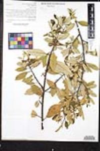Frangula californica image