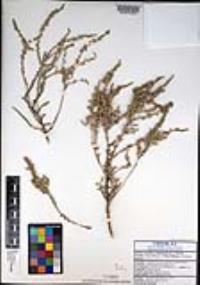 Atriplex julacea image