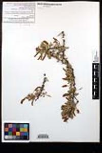 Senegalia greggii image