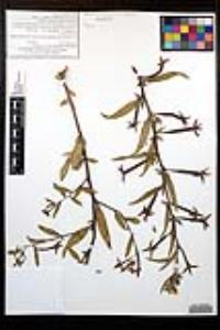 Ludwigia octovalvis image