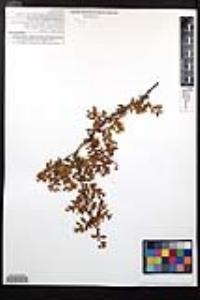 Larrea tridentata image