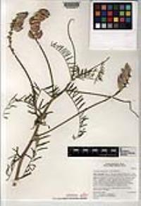 Astragalus piscinus image