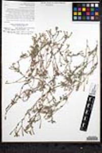 Johnstonella grayi var. cryptochaeta image