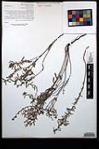 Helianthemum glomeratum image