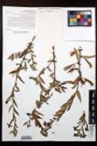 Ludwigia octovalvis image