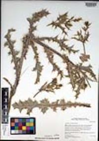 Argemone ochroleuca image