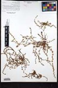 Plagiobothrys leptocladus image