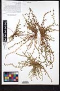 Plagiobothrys leptocladus image