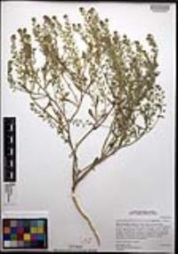 Lepidium lasiocarpum var. latifolium image