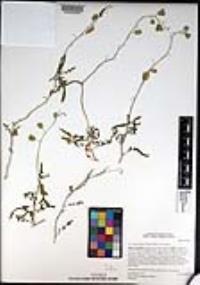 Lyrocarpa coulteri image