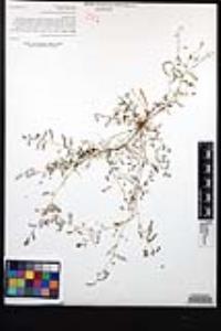 Marina chrysorrhiza image