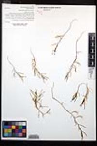 Camissonia strigulosa image