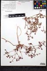 Chorizanthe fimbriata var. fimbriata image
