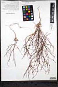 Eriogonum gracile var. incultum image
