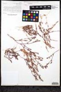 Lastarriaea coriacea image