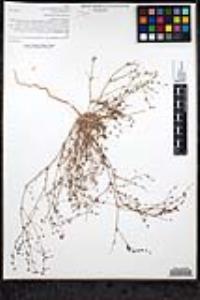 Nemacaulis denudata var. gracilis image
