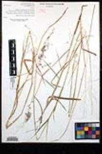 Melinis repens subsp. repens image