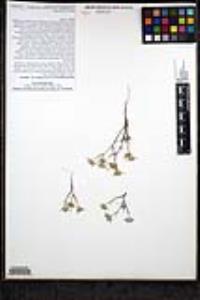 Eriastrum diffusum subsp. diffusum image