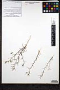 Eriastrum eremicum subsp. eremicum image
