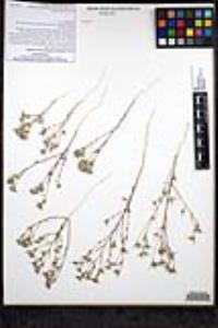 Eriastrum filifolium image